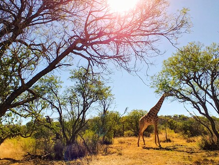 Frederick Kunitz - Long Neck Lunch [Photo taken in South Africa]