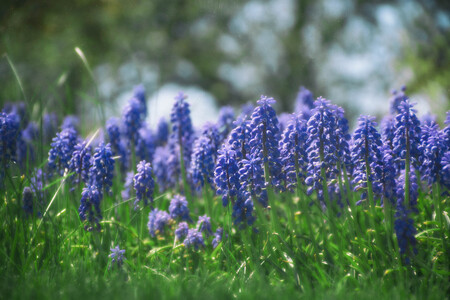 Alison Fortney - Grape Hyacinths 