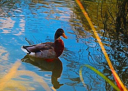 Isaac Feil - Duck On The Lake