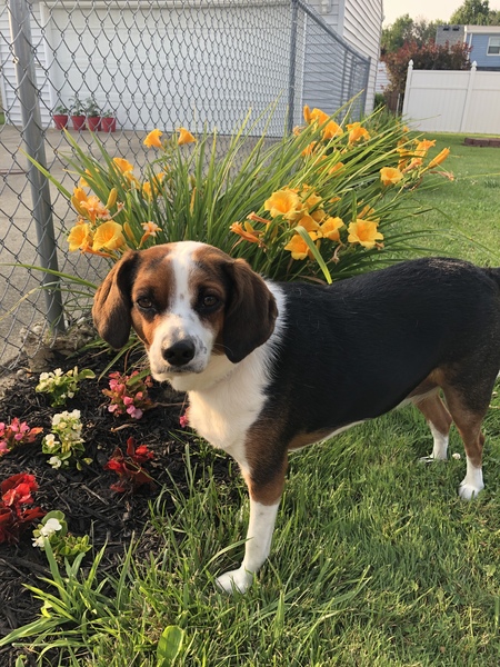 Rosie