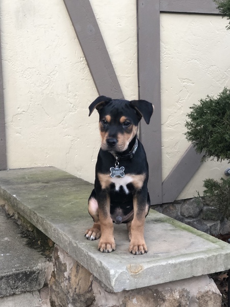Mylo