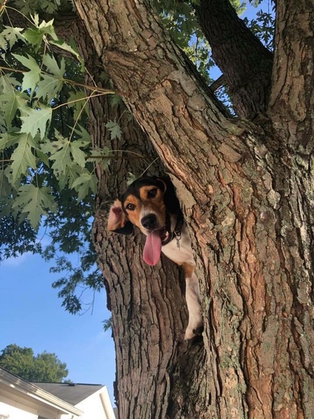 Rascal