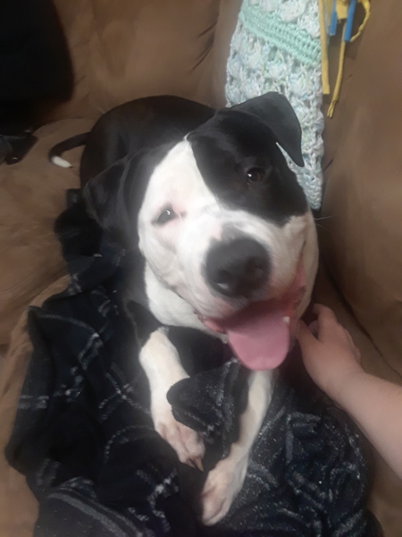 Oreo