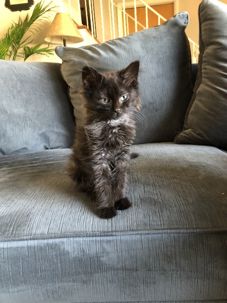 Priscilla 