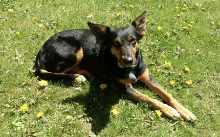 Kona