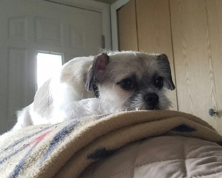 Peanut