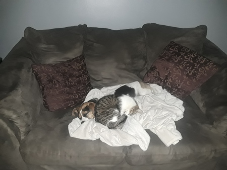 Paris & Peanut 
