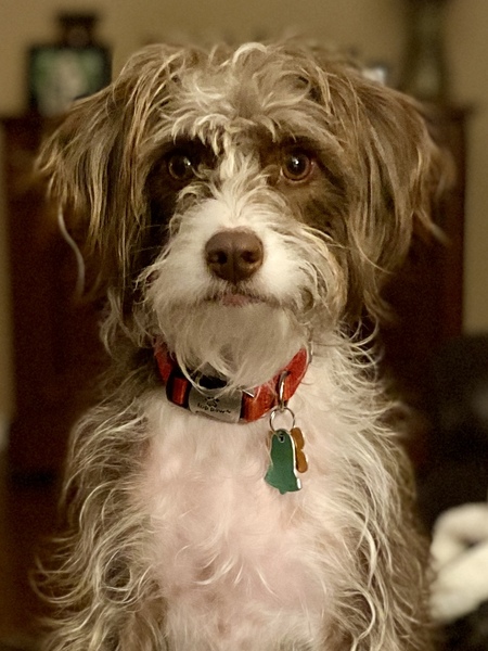 Maddi