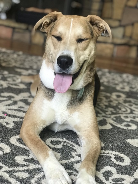 Buddy