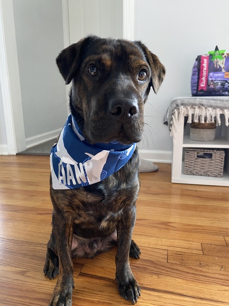 Hank