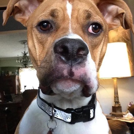 Brutus