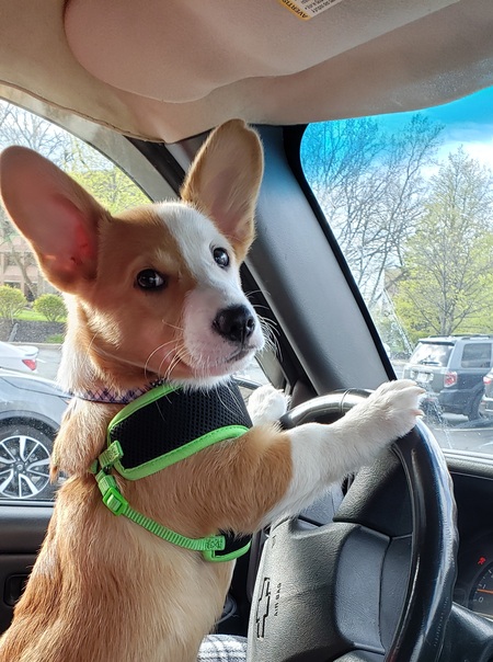 Duke