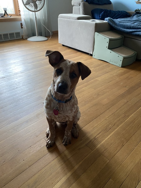 Bohdi