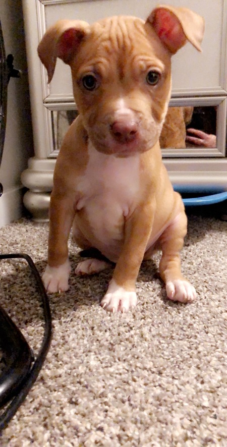 Gigi