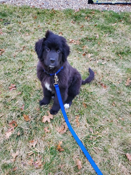 Brody