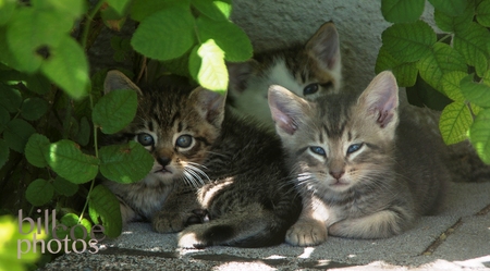 Tom (w/friends Jerry and Molly)