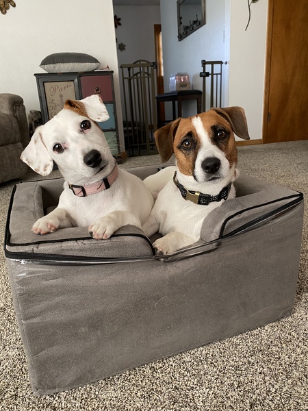 Daisy Mae and Oggy