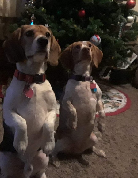 Tuff and roxy