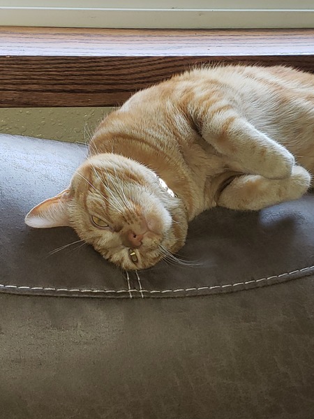 Mango