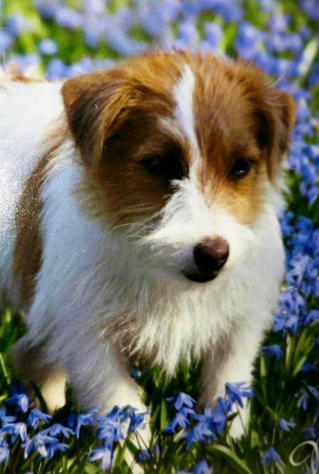 Bailey