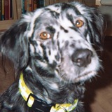 Entry image for Doogie (In Memoriam)