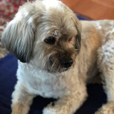 Entry image for Boo (In Memoriam)