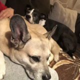 Entry image for Bandit & Penny