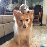 Entry image for Mojo