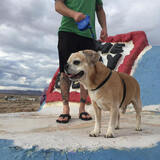 Entry image for Dexter (In Memoriam)