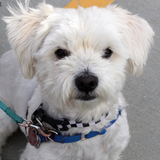Entry image for Toby