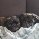 Entry image for Penny and Bingo