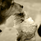 Entry image for Duncan&Boo (In Memoriam)