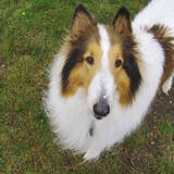 Entry image for Laddie (In Memoriam)
