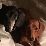 Entry image for Ozzy & Pretzel