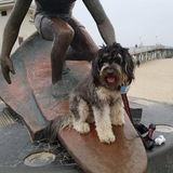 Entry image for Maisie