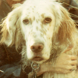 Entry image for Amber (in Memoriam)