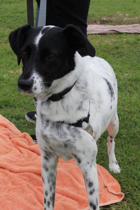 Entry image for Clio. Clicking this image will show a larger photo