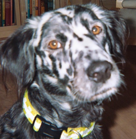 Entry image for Doogie (In Memoriam). Clicking this image will show a larger photo