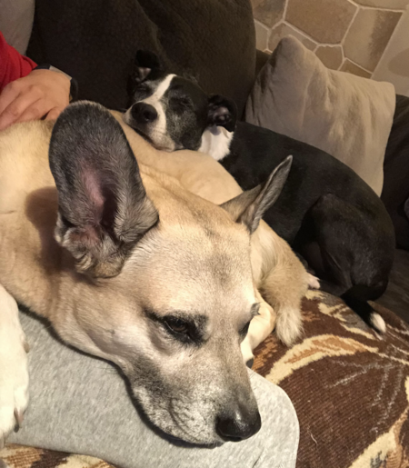Entry image for Bandit & Penny. Clicking this image will show a larger photo