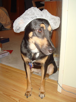 Entry image for Kona (In Memoriam). Clicking this image will show a larger photo