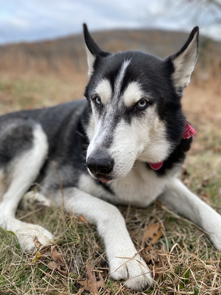 Entry image for Loki. Clicking this image will show a larger photo