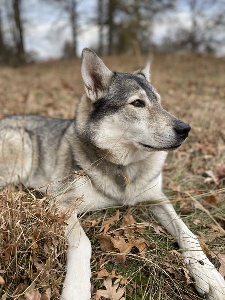 Entry image for Coco. Clicking this image will show a larger photo