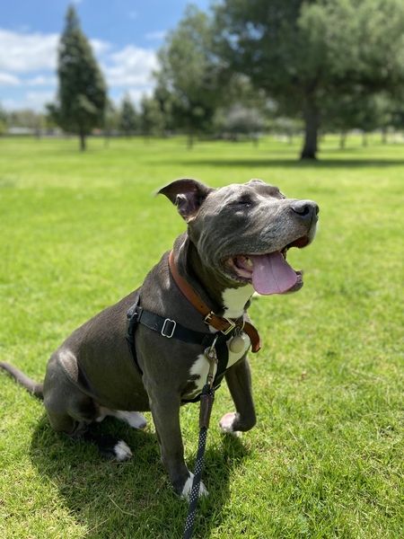 Entry image for Otto. Clicking this image will show a larger photo
