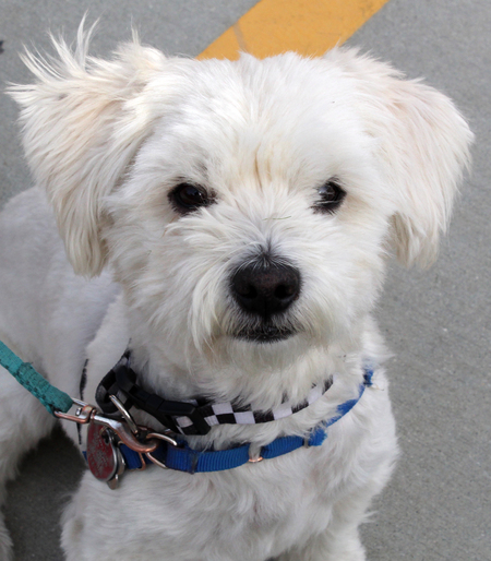 Entry image for Toby. Clicking this image will show a larger photo