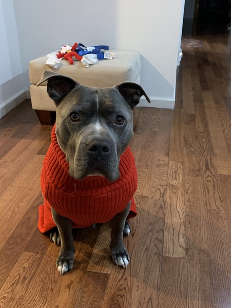 Entry image for Duke. Clicking this image will show a larger photo