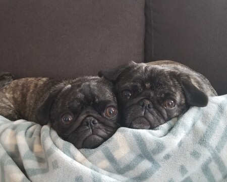 Entry image for Penny and Bingo. Clicking this image will show a larger photo