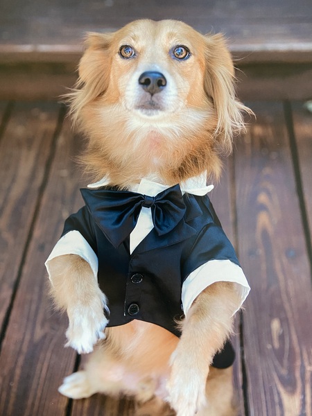Entry image for Simba. Clicking this image will show a larger photo