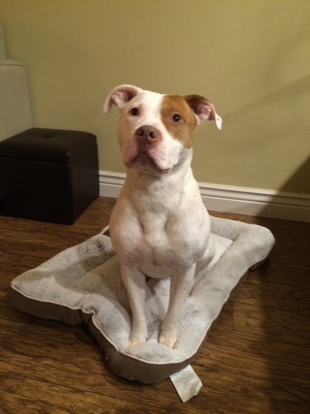 Entry image for Zeke. Clicking this image will show a larger photo