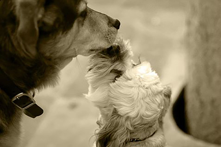 Entry image for Duncan&Boo (In Memoriam). Clicking this image will show a larger photo
