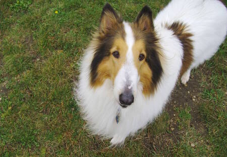 Entry image for Laddie (In Memoriam). Clicking this image will show a larger photo